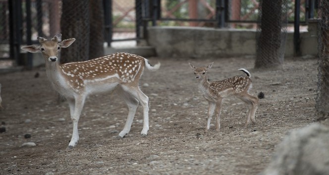 Tarsus Doğa Parkı’nın yeni sakinleri; 7 minik ceylan ve geyik yavrusu