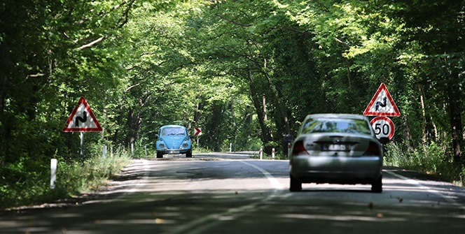 Doğal ağaç tünelli yol kendisine hayran bırakıyor