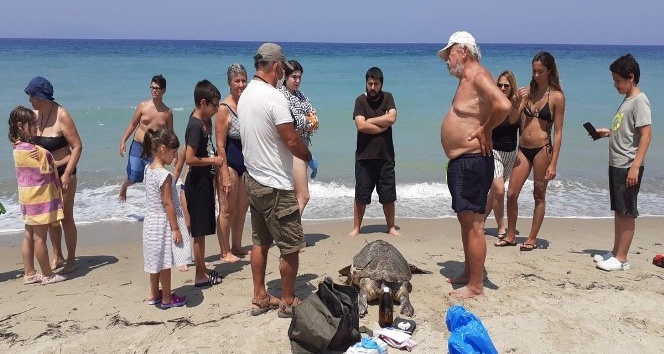 Aydın’da 2 deniz kaplumbağası ölü bulundu