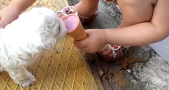 Bu köpek dondurma yiyor