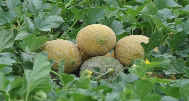 Bafra Ovası’nda ‘kavun’ hasadı başladı