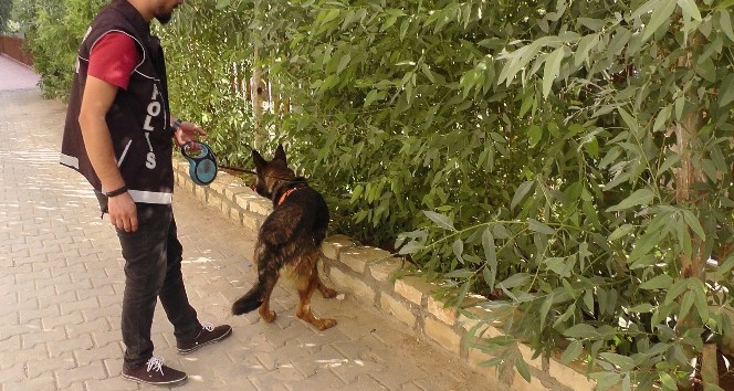 Kızıltepe’de dedektör köpek ’Eros’ uyuşturucuya geçit vermiyor