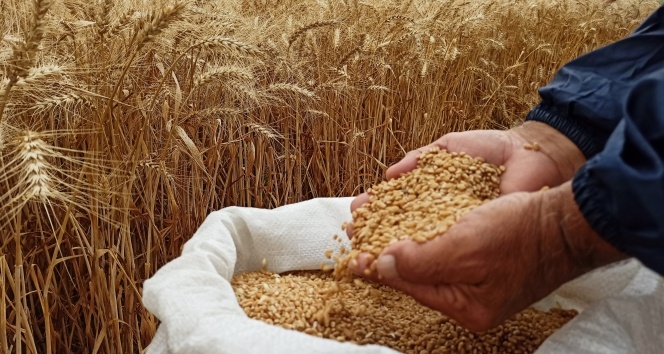 Yerli ve milli buğday tohumu &#039;kirve&#039; tanıtıldı
