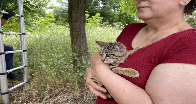 Ağaçta mahsur kalan yavru kedi için itfaiye seferber oldu