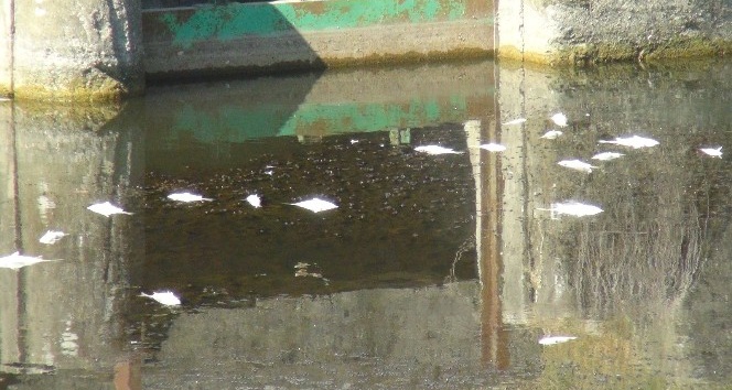 Tahliye kanalında balık ölümleri