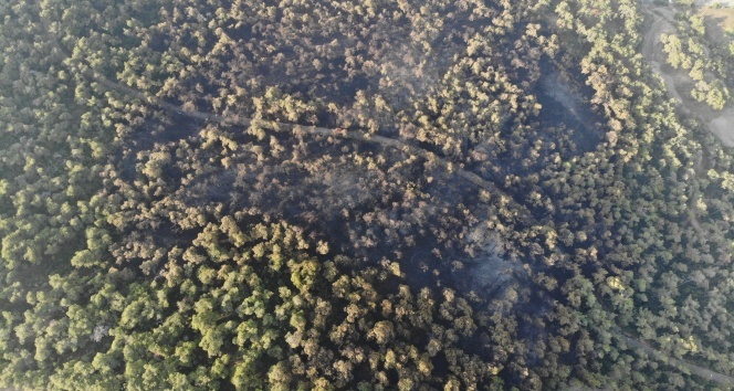 Heybeliada’da yanan ormanlık alan havadan görüntülendi