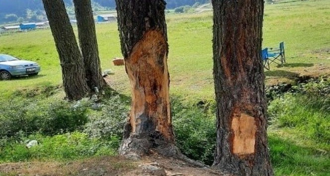 Çam ağaçlarına çıra için zarar verdiler