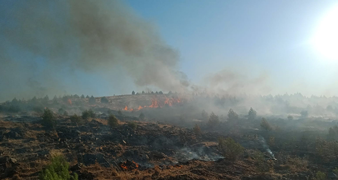 Gaziantep&#039;te orman yangınında 2 hektarlık alan zarar gördü