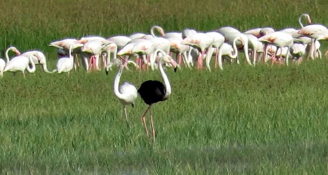 Sultan Sazlığı Milli Parkı&#039;nda siyah flamingo görüldü