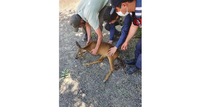 Otomobilin çarptığı karaca tedavi altında