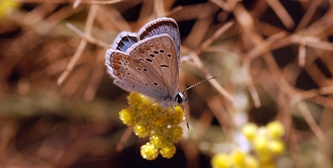 Türkiye kelebekleri risk altında