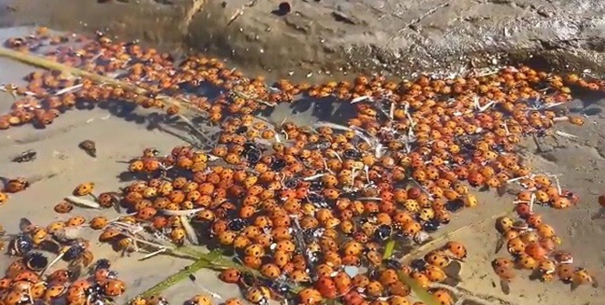 Dünyanın ilk ve tek sakin adası Gökçeada’dan korkutan görüntüler