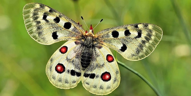 Uludağ’ın zirvesindeki kelebekler görenleri hayran bıraktı