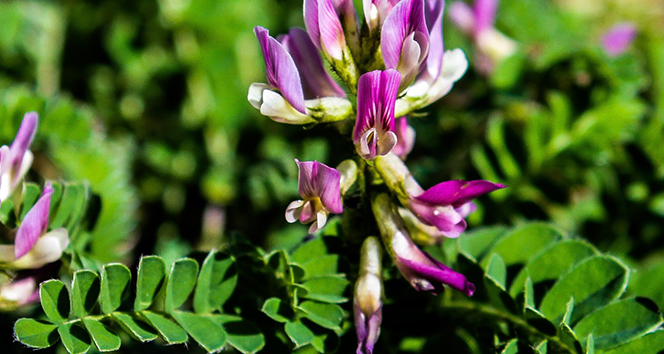 Dünya’da sadece Bartın’da olan bitki türü keşfedildi