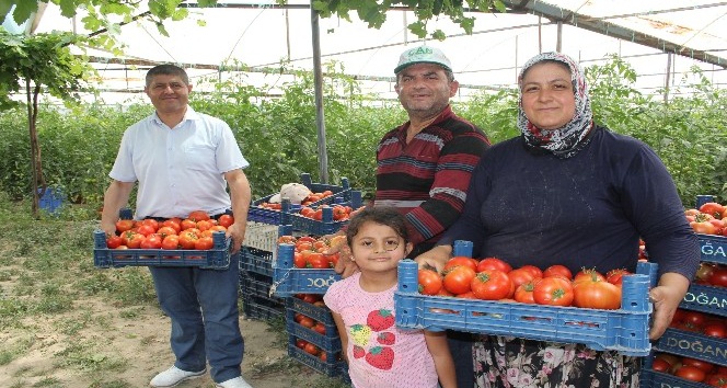 700 dönüm arazide üretilen domateste 15 bin ton rekolte bekleniyor