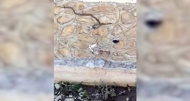 Gümüşhane’de kuşun yılanı yuvasına sokmamak için mücadelesi kameralara yansıdı