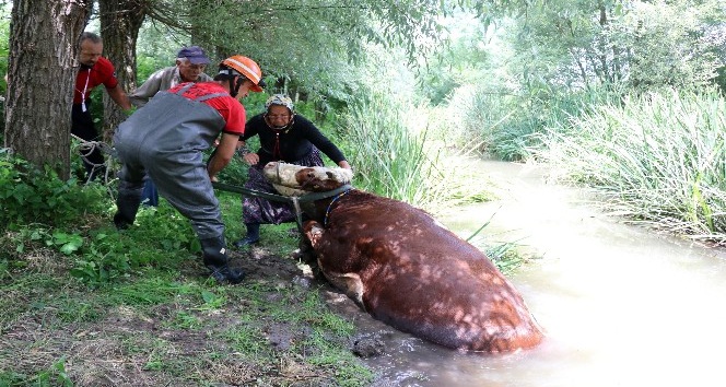 Bolu’da dereye düşen ineği itfaiye ekipleri kurtardı