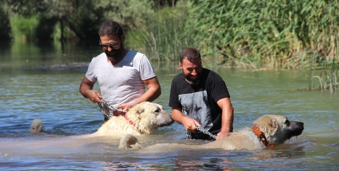 Dünyaca ünlü kangallar, kavurucu sıcaklarda ırmakta yüzerek serinliyorlar