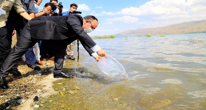 İlk defa üretimi yapılan 420 bin adet siraz balığı, Hazar Gölü’ne bırakıldı
