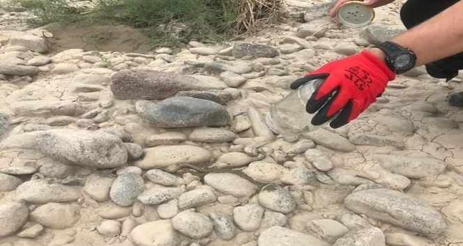 Bahçede bulunan engerek yılanı tekrar doğaya salındı