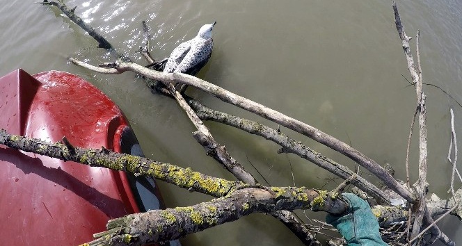 İtfaiye ekipleri nehrin ortasında mahsur kalan martı için seferber oldu