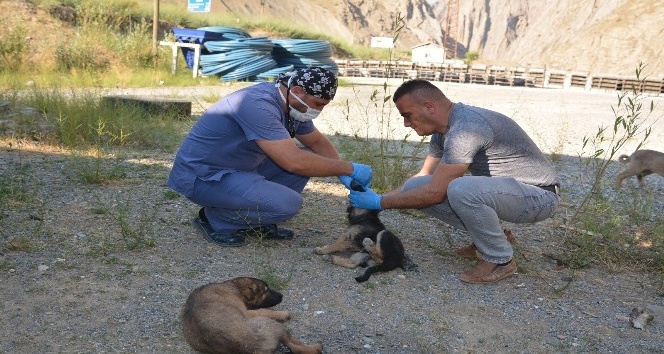 Hakkari’de sokak köpekleri sağlık taramasından geçirildi