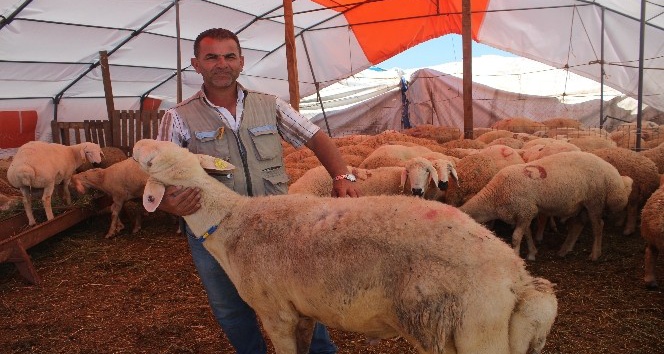 Yozgat’ın kuyruklu koçları kurban pazarında yoğun ilgi gördü