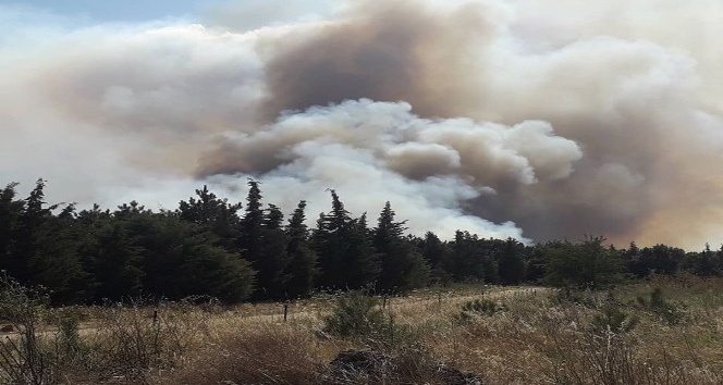 Edirne’de orman yangını