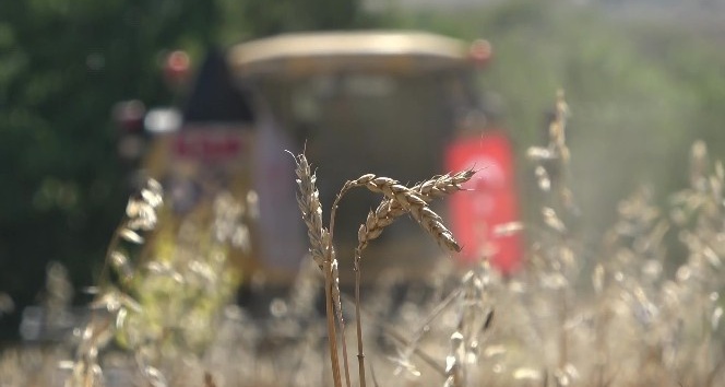 Uşak’ta yerli buğday hasadı yapıldı