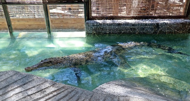 Haftada bir kez kırmızı ve beyaz etle besleniyor, yanına kimse yaklaşamıyor