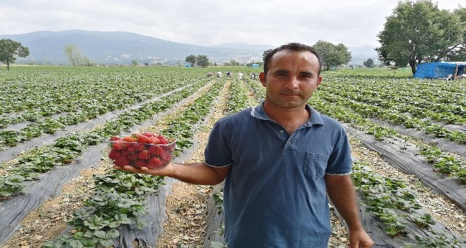 Çilek tarlasında okuduğu türkülerle işçileri motive ediyor
