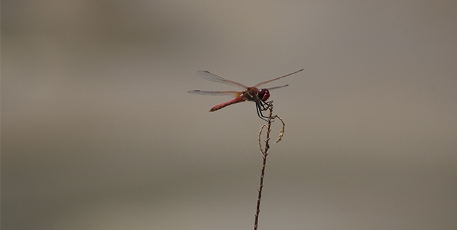 Birbirinden güzel yusufçuk türleri doğayı renklendirdi