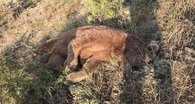 Gümüşhane’de aracın çarptığı boz ayı öldü