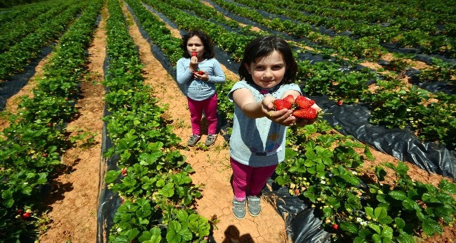 Konya’da tarımsal destek başvuruları 7 Ağustos’a uzatıldı