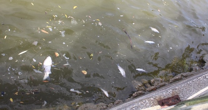 Tekirdağ’da toplu balık ölümleri