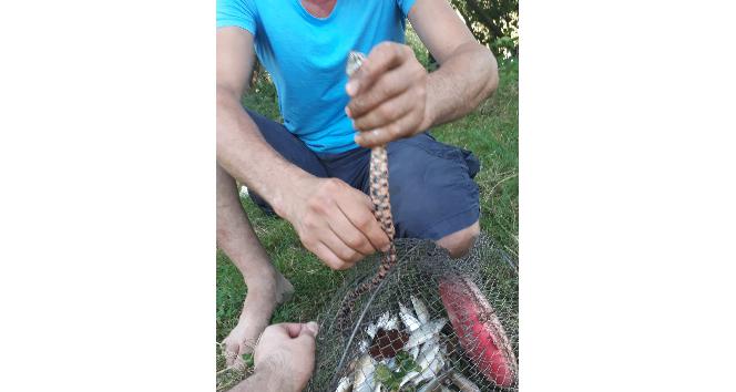 Davetsiz misafir amatör balıkçının tuttuğu balıklara ortak oldu