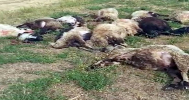 Yüksekova’da meraya yıldırım düştü, 17 koyun telef oldu