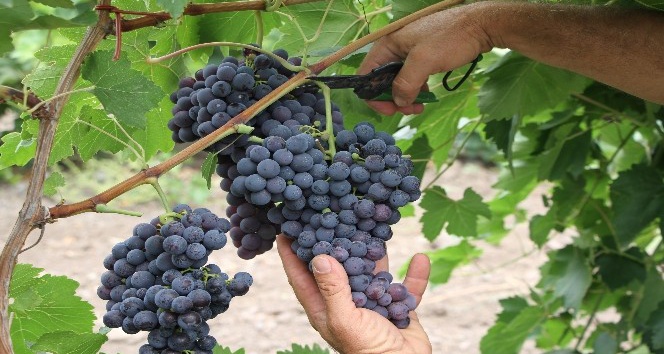 Elazığ’da erkenci siyah üzümde hasat zamanı