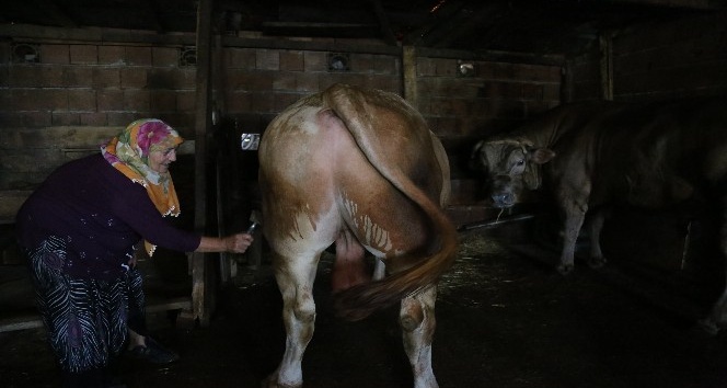 63 yaşındaki kadın tonluk boğalarına gözü gibi bakıyor