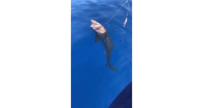 Amatör balıkçıların oltasına takılan köpek balığı ağzındaki kanca çıkartılarak serbest bırakıldı