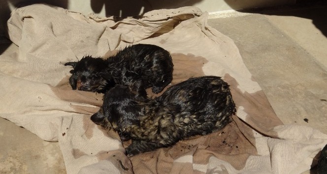 Alevlerin ortasında kalan yavru kedileri itfaiye kurtardı