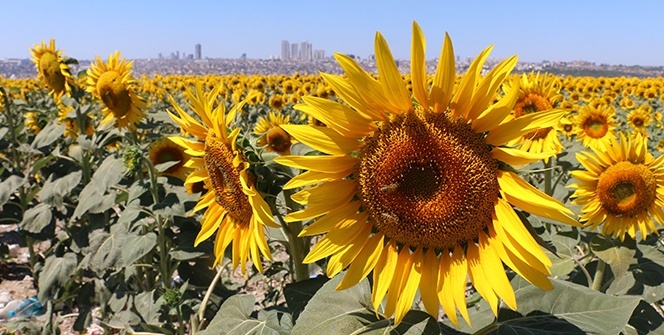 Şehrin göbeğindeki devasa ayçiçeği tarlaları havadan görüntülendi