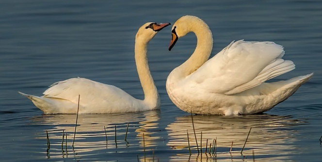 Fotoğraf tutkunu cumhuriyet savcısı 358’inci kuş türünü belgeledi