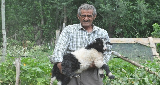 Bataklığa saplanan ineğinin başında sabahlayan Mehmet Amca bu bayram çok mutlu