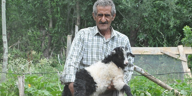 Bataklığa saplanan ineğinin başında sabahlayan Mehmet Amca bu bayram çok mutlu