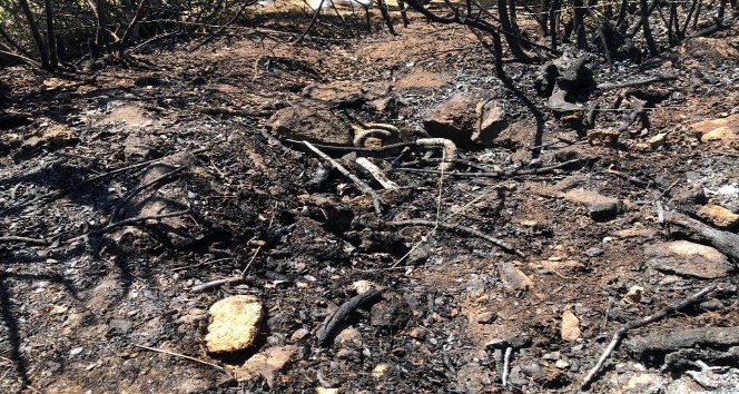 Balıkesir’de orman yangını kısa sürede söndürüldü