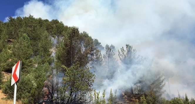 Kahramanmaraş’ta 10 hektarlık ormanlık alan yandı