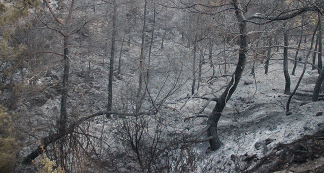 İzmir&#039;deki orman yangınının şiddeti gün ağarınca ortaya çıktı