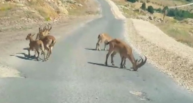 Tuz için yola inen dağ keçileri görüntülendi, yetkililer uyardı