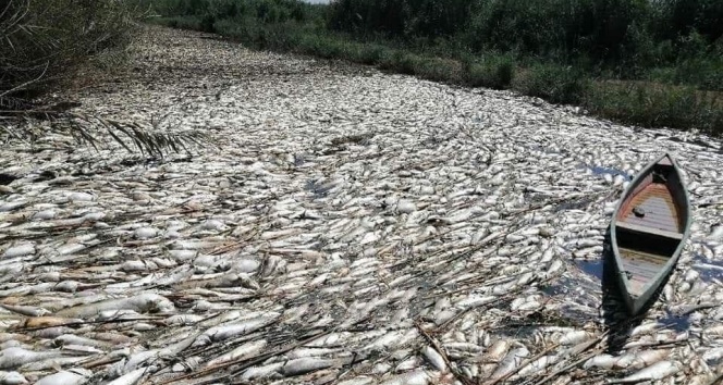 Irak&#039;ta onlarca ton balık telef oldu